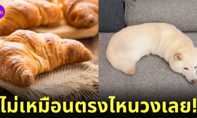 น้องหมาชิบะ ยูกิ นอนเก็บขา หนอน ครัวซองต์ ญี่ปุ่น