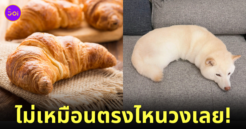 น้องหมาชิบะ ยูกิ นอนเก็บขา หนอน ครัวซองต์ ญี่ปุ่น