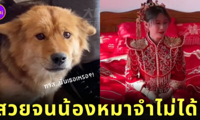 เจ้าของแต่งหน้า หมาจำเจ้าของไม่ได้