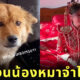เจ้าของแต่งหน้า หมาจำเจ้าของไม่ได้
