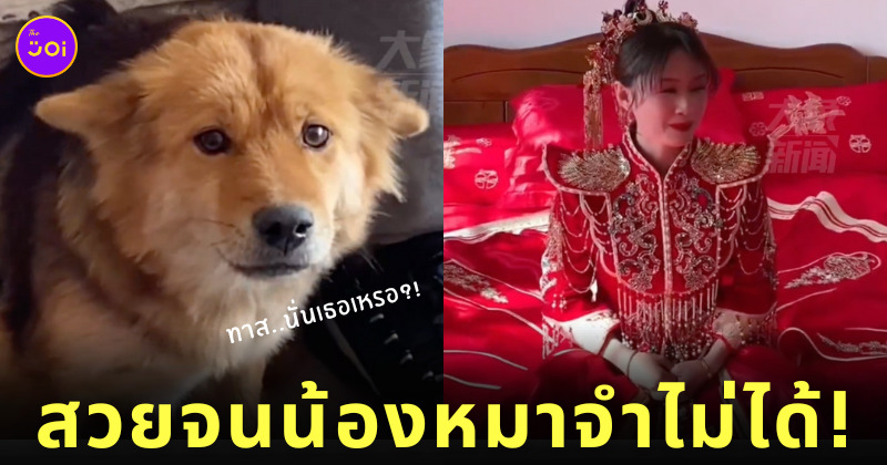 เจ้าของแต่งหน้า หมาจำเจ้าของไม่ได้