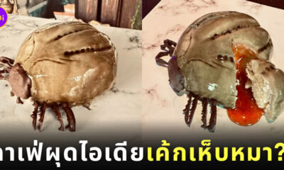 เค้กเห็บหมา เค้ก HẸP-Mar ร้านเวทย์มนต์