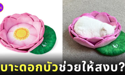 เบาะดอกบัว น้องแมว ญี่ปุ่น felissimo nekobu