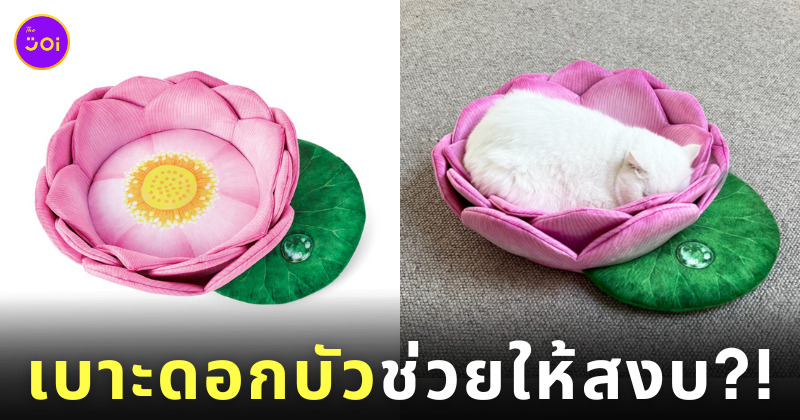 เบาะดอกบัว น้องแมว ญี่ปุ่น felissimo nekobu