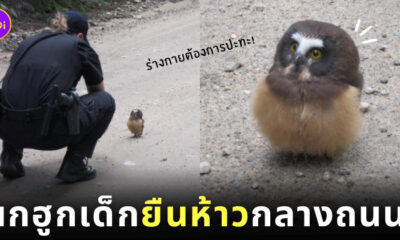 นกฮูกเด็กตัวจิ๋ว ยืนห้าวกลางถนน ขวางรถเจ้าหน้าที่