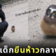 นกฮูกเด็กตัวจิ๋ว ยืนห้าวกลางถนน ขวางรถเจ้าหน้าที่