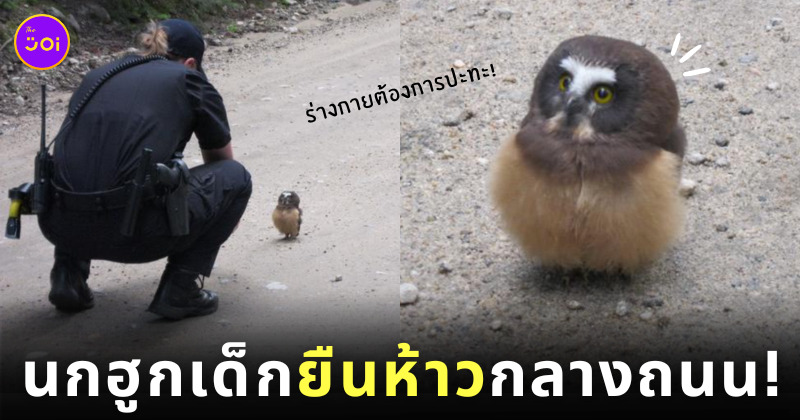 นกฮูกเด็กตัวจิ๋ว ยืนห้าวกลางถนน ขวางรถเจ้าหน้าที่