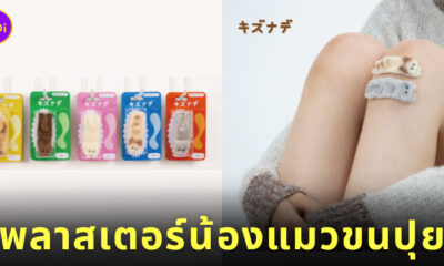 พลาสเตอร์น้องแมวขนปุย พลาสเตอร์ขนปุย