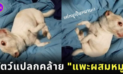ภาพสัตว์แปลก แพะผสมหมู หมาชิวาว่า