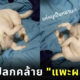 ภาพสัตว์แปลก แพะผสมหมู หมาชิวาว่า