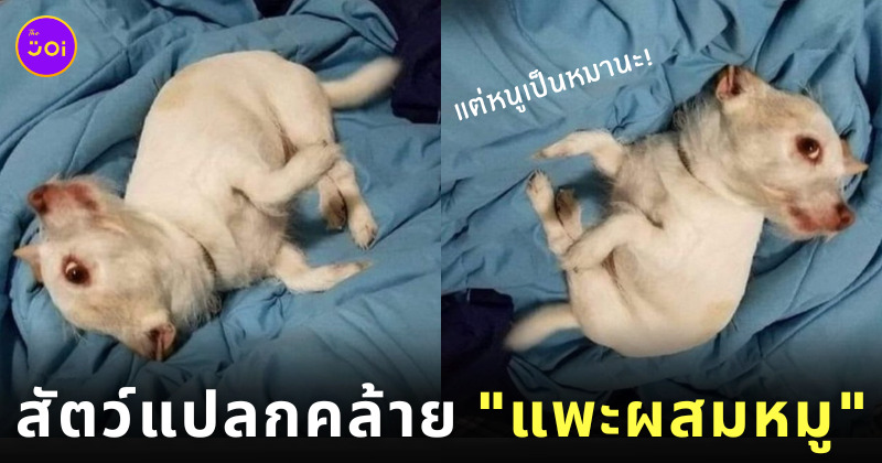 ภาพสัตว์แปลก แพะผสมหมู หมาชิวาว่า