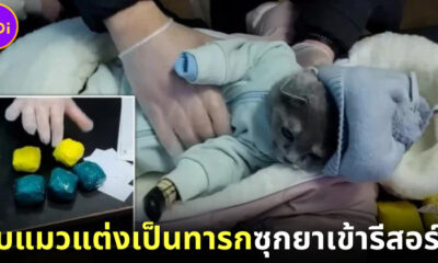 จับแมวแต่งเป็นทารกซุกยาเข้ารีสอร์ต 1