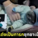 จับแมวแต่งเป็นทารกซุกยาเข้ารีสอร์ต 1