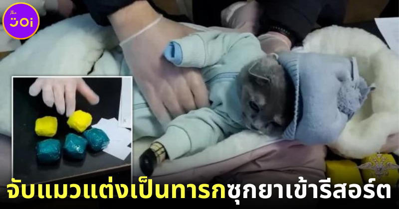 จับแมวแต่งเป็นทารกซุกยาเข้ารีสอร์ต 1