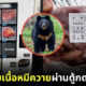 ญี่ปุ่นขายเนื้อหมีควายผ่านตู้กดอัตโนมัติ