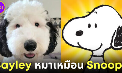 เบย์ลีย์ หมาหน้าเหมือนสนูปปี้