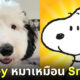 เบย์ลีย์ หมาหน้าเหมือนสนูปปี้