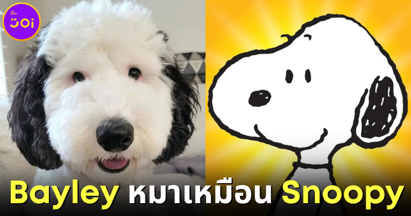 เบย์ลีย์ หมาหน้าเหมือนสนูปปี้