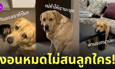 หมางอน ลูกกินมันเผา