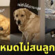หมางอน ลูกกินมันเผา