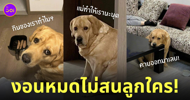 หมางอน ลูกกินมันเผา
