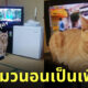 Fleem Template The Joi FBWebsite 6