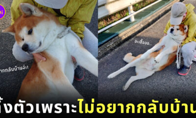 สุนัขสายพันธุ์อาคิตะ ไรคุง ไม่ยอมกลับบ้าน