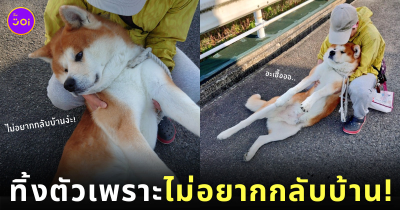 สุนัขสายพันธุ์อาคิตะ ไรคุง ไม่ยอมกลับบ้าน
