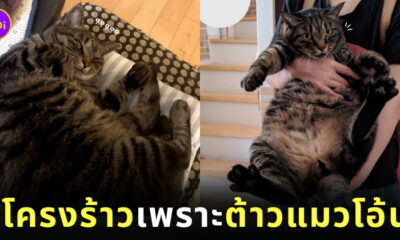 แมวลายสลิดหนัก 7 กิโลกรัม กระโดดใส่ทาสตอนนอนหลับ ซี่โครงร้าว