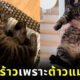 แมวลายสลิดหนัก 7 กิโลกรัม กระโดดใส่ทาสตอนนอนหลับ ซี่โครงร้าว