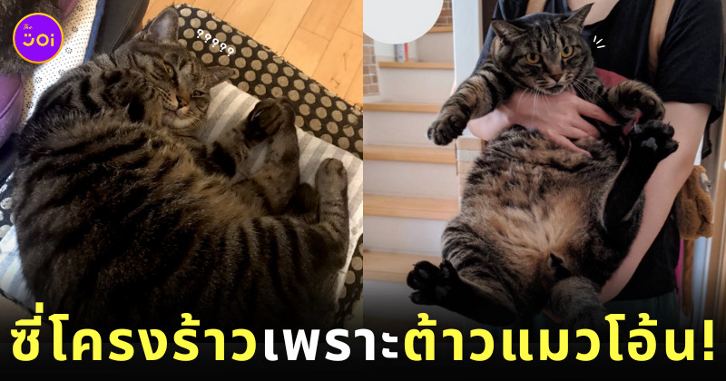 แมวลายสลิดหนัก 7 กิโลกรัม กระโดดใส่ทาสตอนนอนหลับ ซี่โครงร้าว