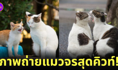 ภาพแมวจรจัด ช่างภาพชาวญี่ปุ่น Masayuki Oki