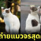 ภาพแมวจรจัด ช่างภาพชาวญี่ปุ่น Masayuki Oki