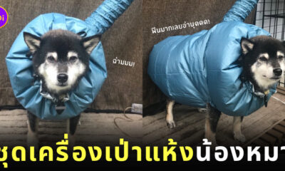 น้องหมาชิบะ ไอเทม ชุดเครื่องเป่าแห้ง