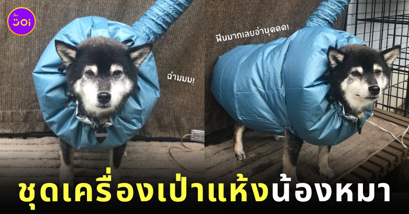น้องหมาชิบะ ไอเทม ชุดเครื่องเป่าแห้ง