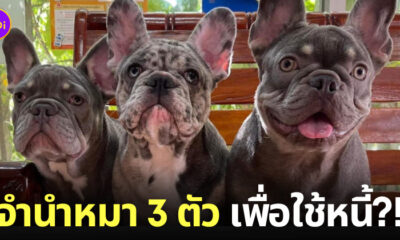 ลูกหนี้ส่งน้องหมาเฟรนช์บูลด็อก 3 ตัวมาจำนำเจ้าหนี้ เหตุเพราะไม่มีเงินคืน