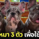 ลูกหนี้ส่งน้องหมาเฟรนช์บูลด็อก 3 ตัวมาจำนำเจ้าหนี้ เหตุเพราะไม่มีเงินคืน