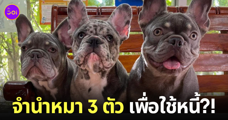 ลูกหนี้ส่งน้องหมาเฟรนช์บูลด็อก 3 ตัวมาจำนำเจ้าหนี้ เหตุเพราะไม่มีเงินคืน