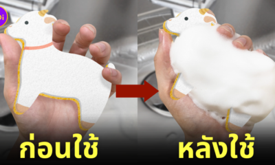 ฟองน้ำรูปแพะ ฟองน้ำรูปแกะ ล้างจาน