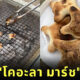ขนมโคอะลามาร์ชย่าง