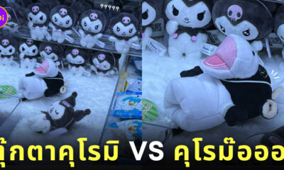 ตู้คีบตุ๊กตาคุโรมิ ตุ๊กตาวัว ญี่ปุ่น