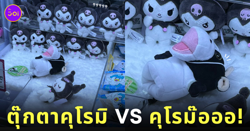 ตู้คีบตุ๊กตาคุโรมิ ตุ๊กตาวัว ญี่ปุ่น