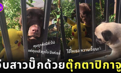 ลาบราดอร์คลั่งรักหมาปั๊กข้างบ้าน เดินคาบตุ๊กตาปิกาจูมาจีบข้างรั้วทุกวัน
