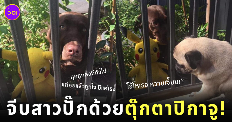 ลาบราดอร์คลั่งรักหมาปั๊กข้างบ้าน เดินคาบตุ๊กตาปิกาจูมาจีบข้างรั้วทุกวัน