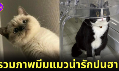 แจกมีมแมว น่ารัก twitter