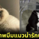 แจกมีมแมว น่ารัก twitter
