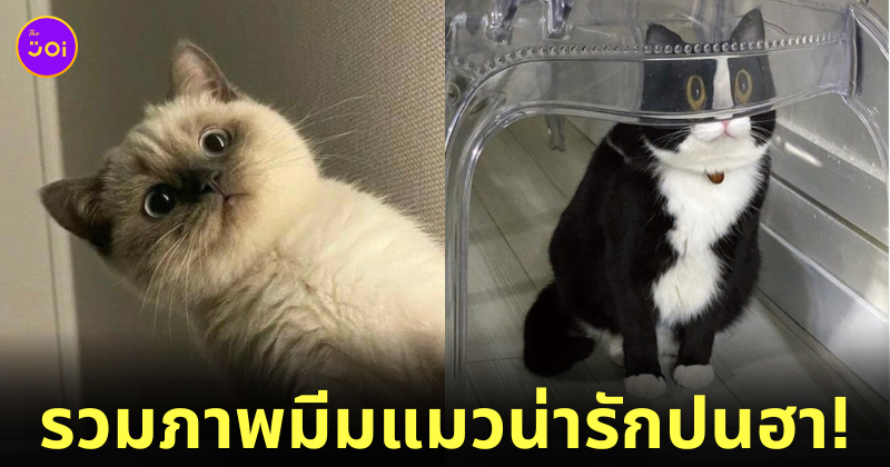แจกมีมแมว น่ารัก twitter