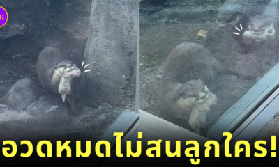 แม่นากคาบลูก คาบท่อ พิพิธภัณฑ์สัตว์น้ำโทบะ