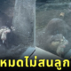 แม่นากคาบลูก คาบท่อ พิพิธภัณฑ์สัตว์น้ำโทบะ