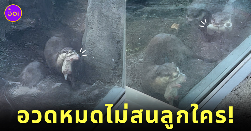 แม่นากคาบลูก คาบท่อ พิพิธภัณฑ์สัตว์น้ำโทบะ